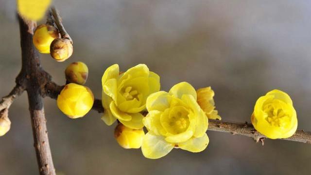 算命|相比爱情,更重视事业的星座,不会意气用事