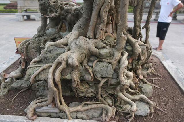 睹图|男子几年前花三千元买回棵古树，制成盆景后有人出价上百万不肯卖