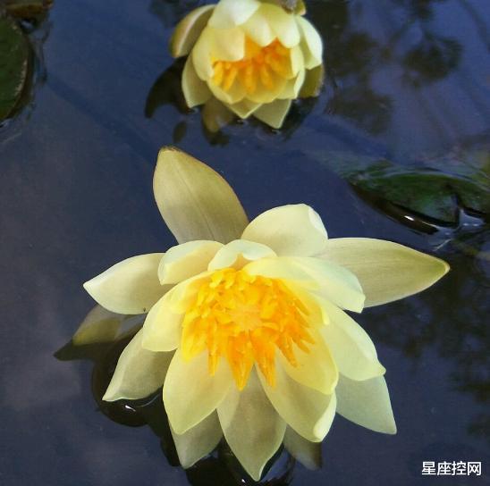 运势|追求美好生活的三大星座,不懈努力,脚踏实地去实现自己的梦想