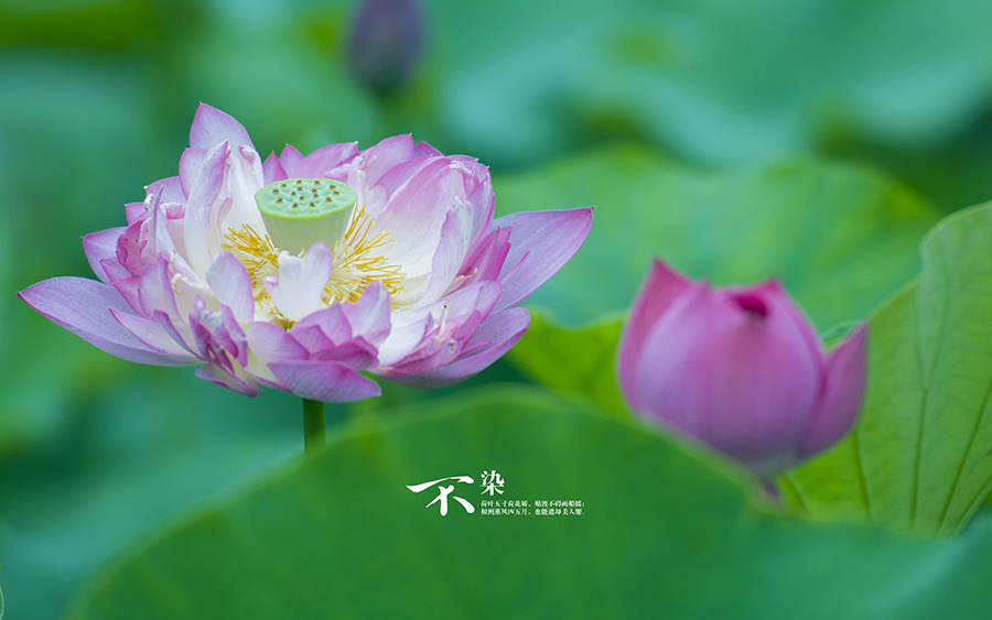 运势|算命师傅：八月3生肖财运大旺，运势大顺，事业一直发，鱼跃龙门