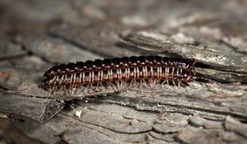 生物考古|远古时期五大“神物”，倘若它们生存下来，人类的掌控权将转让