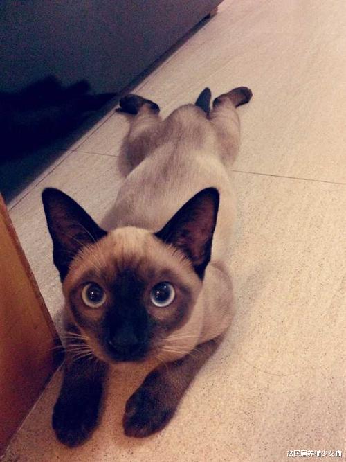 糊起来毫无征兆，有一种冷，叫当暹罗猫开始变黑……