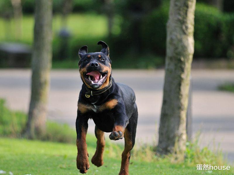 科学训犬，省时省心，基本方式包括这四种