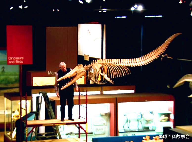 卫星|探秘海洋霸主的独特进化史，鲸鱼家族的祖宗原来像一头狼