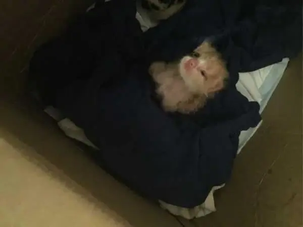 他们把垂死小奶猫偷渡进宿舍照顾，现在幸福肥成标准胖橘猫！