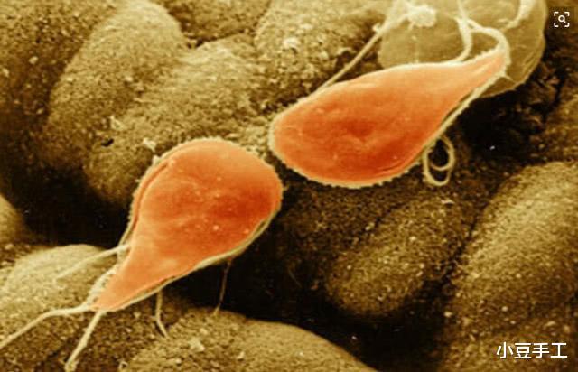 阿米■致死率高达97%的食脑虫，能从鼻孔进入大脑，到底有多恐怖？