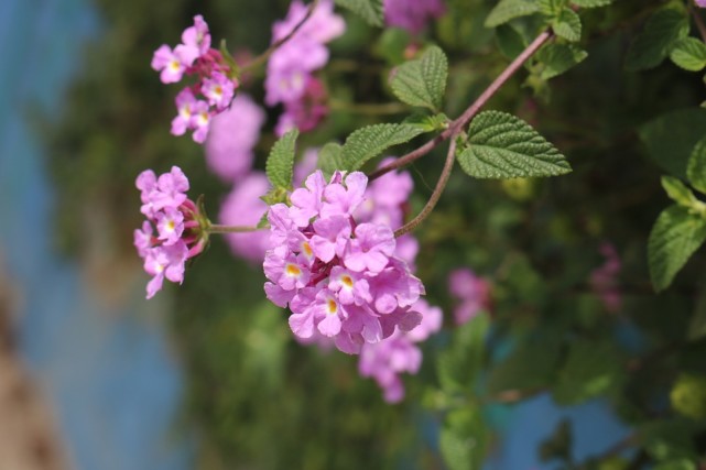 十二星座|十二星座示爱的“小暗语”，天秤打情骂俏，金牛很实际