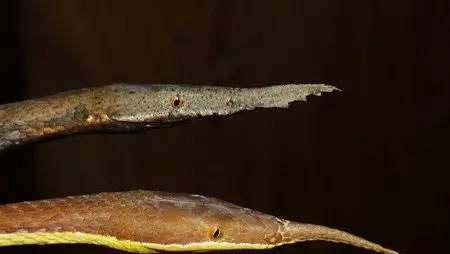 蟒蛇|世界十大最美的蛇,最后一个吓到了