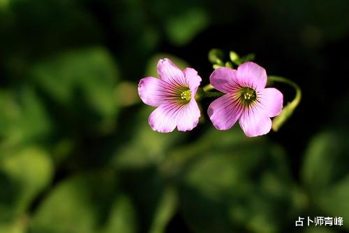 【属兔】一周5.4—5.10星座运势排行，立夏过后，涅槃的希望来临！