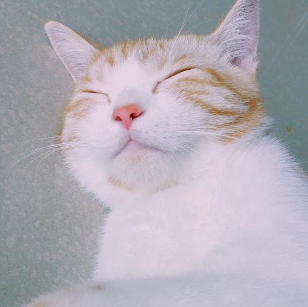 锦上添花@猫撒一泡尿, 人散一桩财一一什么是猫尿翡翠?