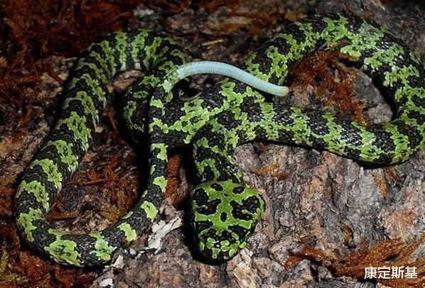 莽山烙铁头|中国特有的珍稀毒蛇，号称毒性最强体型最大，却只是个吹牛蛇