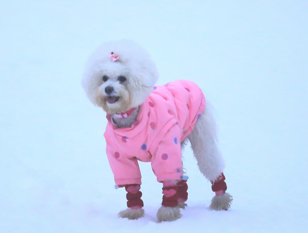 南京宠物旅游：趁时光正好，带着狗狗去旅行