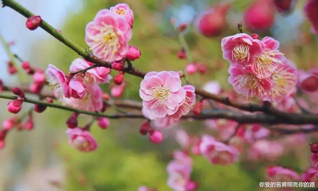 运势|9月中旬，喜事缠身，10月喜鹊报喜，4生肖运势响当当，事业前程光明