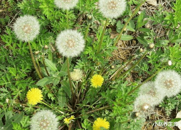 #长寿#长寿的人,通常会有6大共性,占的越多,恭喜你,长寿离你越近!