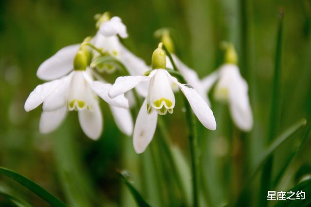 狮子座|在8月中旬，百折不挠，奋不顾身，坚强不屈的三大星座