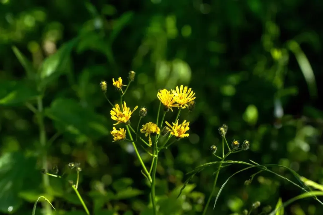 肺炎▲人参一斤，不如它一株，春日吃春菜，吃得贵不如吃得对！