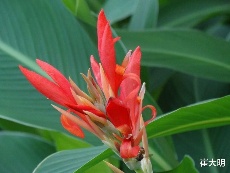 生肖@下周起,真爱来相伴,情投意合姻缘成,牵手终生的四大生肖