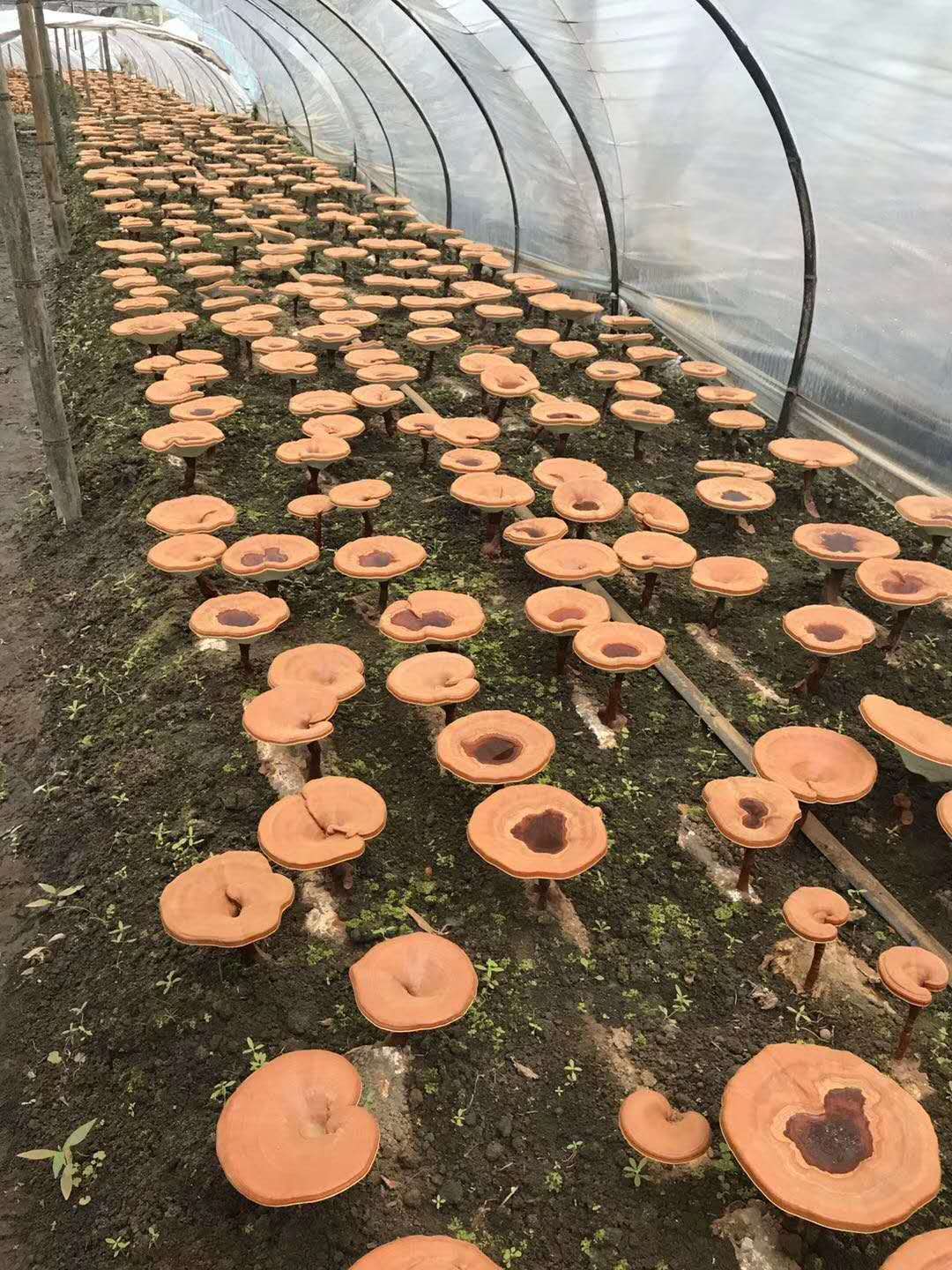 世界卫生组织■锦觅因是花神之女所以能种灵芝，我们怎么种灵芝呢？