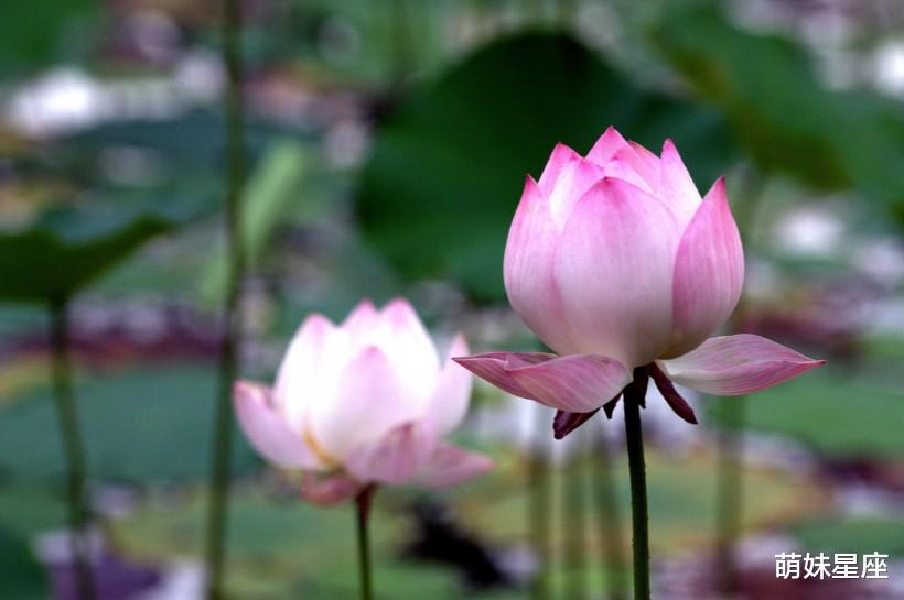 生肖|11月起头顶祥云，脚踏财运，事业运红火，生活无限风光的4大生肖