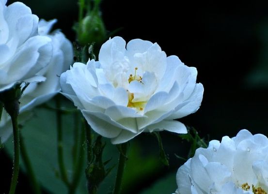 天蝎座|未来两个月走大运，4属相喜事连连，贵人如云，开启幸福生活