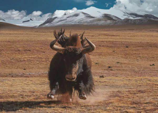 |美丽的可可西里，实际上有多危险？看过这些才知道不能前往