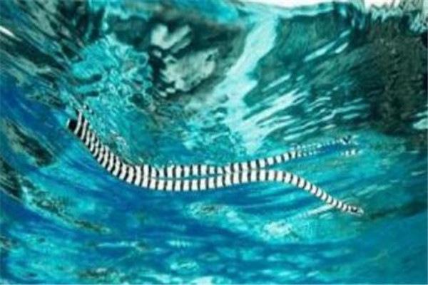 毒蛇：世界10大毒蛇，眼镜王蛇和黑曼巴蛇上榜，你有遇到过吗？