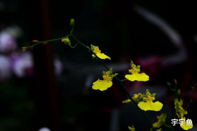 运势|9月开始财运大旺，有贵人一路指点，鱼跃龙门的四大生肖