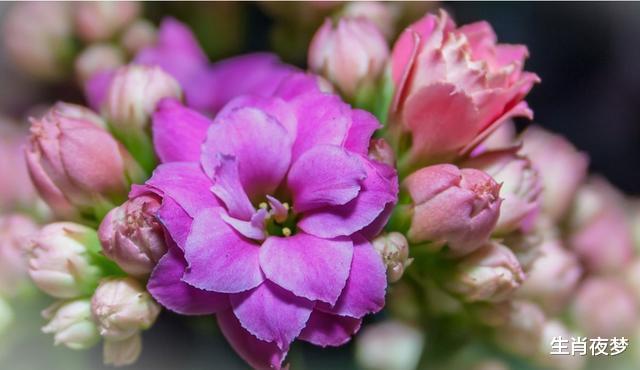 【运势】4月底，桃花正红，姻缘降临，3生肖独爱一见钟情，旧情人回心转意