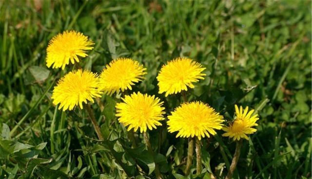 尿酸|它虽其貌不扬，却是高尿酸的“对手”，平衡尿酸，痛风或知难而退