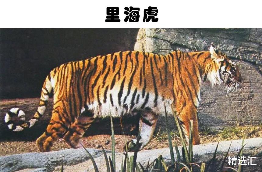 科学家|未来可能会重新出现在世界上的9个已经灭绝的生物