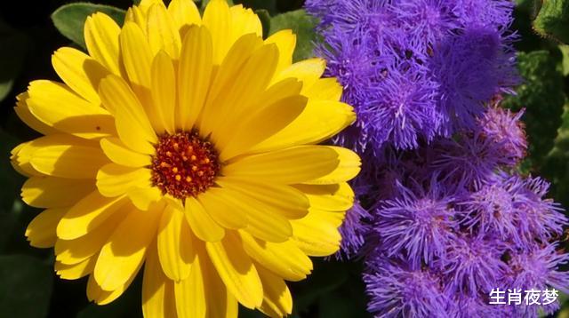 「生肖」5月，真爱降临，旧情人回归，3生肖再次邂逅良缘，幸福值得期待