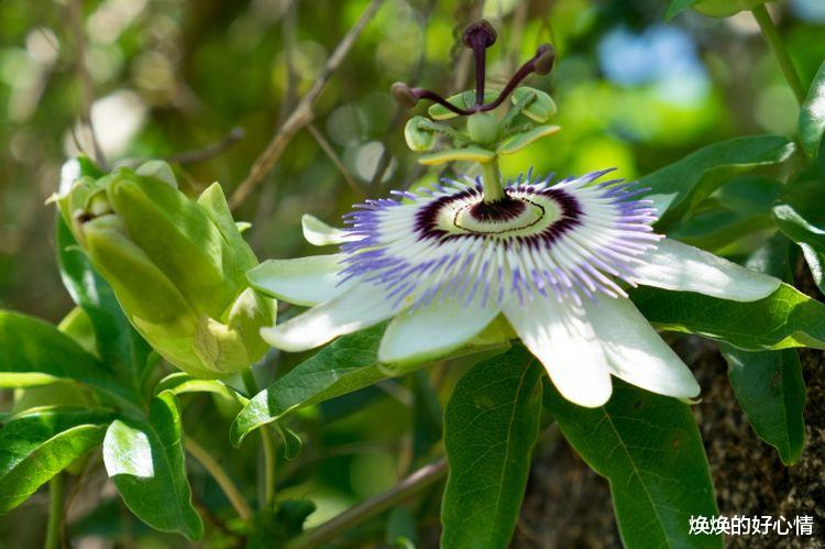 生肖|九月中上旬，桃花运旺盛，脱单遇到真爱，缘定今生的4大生肖