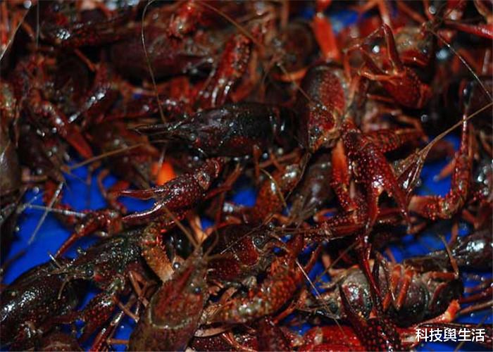 「水熊」违背生命规律的3大生物,抗寒冷耐高温,关键能实现永生!