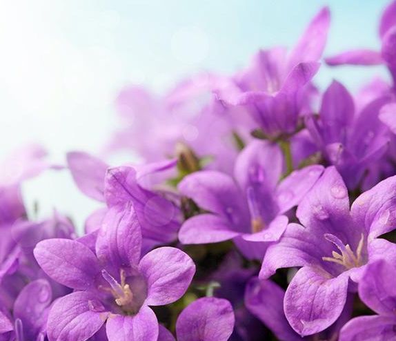 『生肖』3月20号起财神保佑,生意越做越大,注定能发大财享富贵的生肖