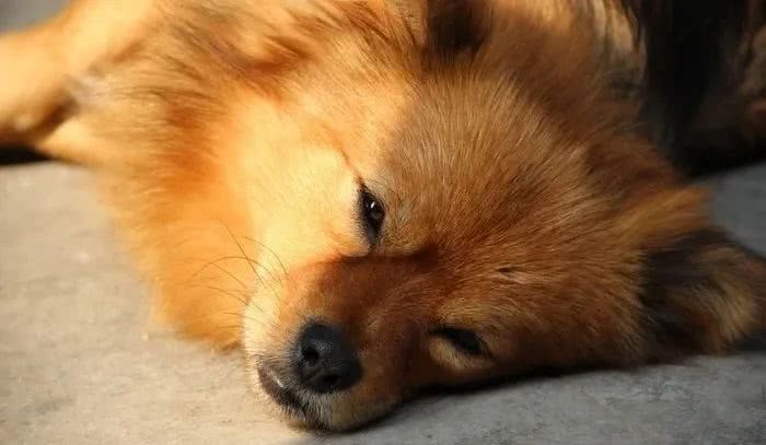 生肖▲生肖狗同志：明天有贵人来找你，快快去迎接吧，错过再等20年！