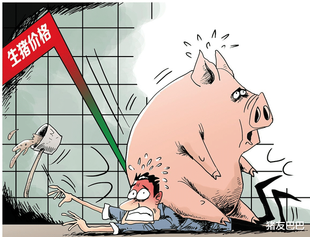 1月7日，豬價遇冷行情“一片綠”，元月豬價下跌“已成定局”？-圖4