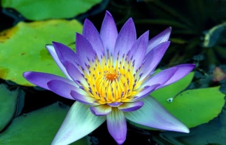 生肖|10月下旬开始运势转好，事业顺遂，财运显达的四大生肖