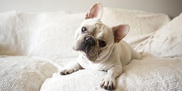 过年带狗狗爬山，主人要是没有准备好，等下得把它抱下山