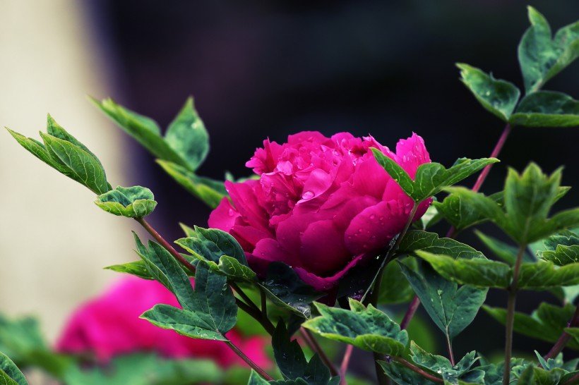 巨蟹座|9月23号开始财喜进门，事业红火，3生肖天降大喜，贵人送来宝盆