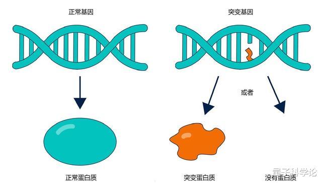 基因：为什么人类近亲结婚有基因缺陷？而动物界比如猫狗，却越纯越好？