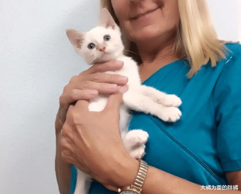 女子救下小猫却不想养，临走时说了一句玩笑话，1个月后还是养了