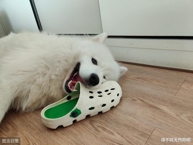 狗狗爱主人至深，会有这7种“示爱”行为，你有收到过吗？