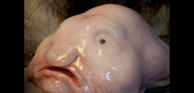 浣熊|酷似回形针，寿命200年，乌贼为什么长这怪样？真的难死科学家了