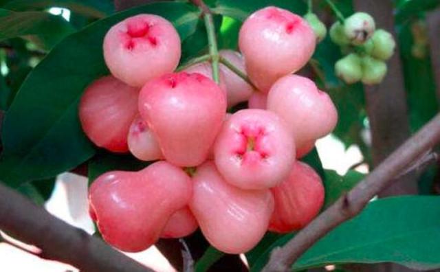 水果|南方这“杂交水果”火了！比蜂蜜都甜，几十元一斤，很少有人吃过