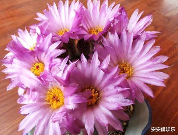 射手座@未来两周，红鸾入梦，明月情依依，旧爱和解，心甘情愿，白首相牵