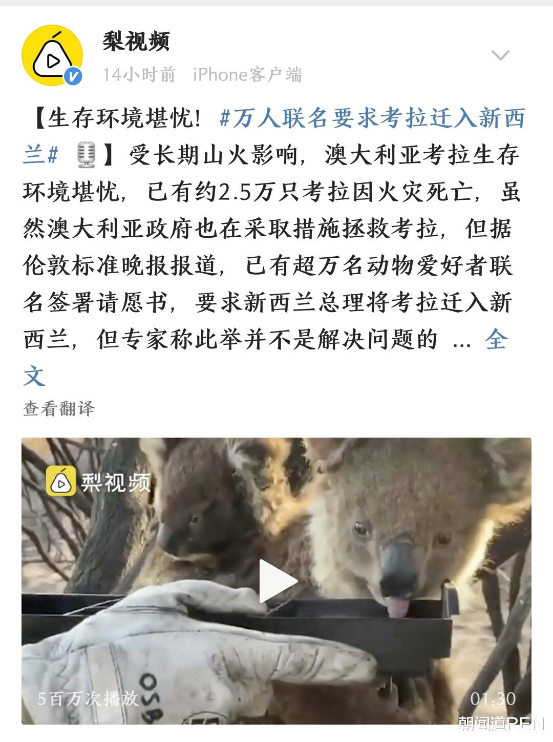 联名要求考拉迁入新西兰，相法过于简单，利大于弊