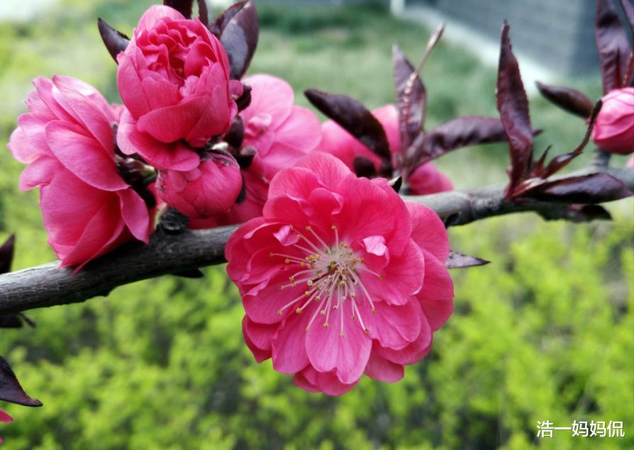 [运势]6月30号3属相，富贵好命，一生有贵人照拂，财源滚滚来