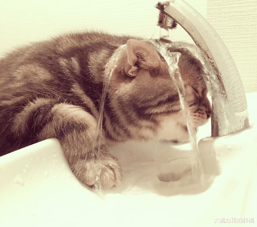 喵星人跟厕所水龙头较劲，喝不成水还次次被淋湿，却让它意外走红