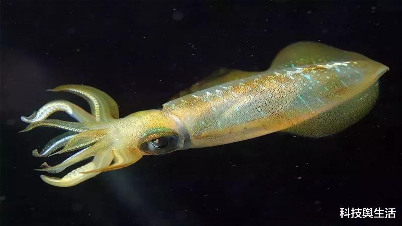 微生物|乌贼属于一种四维生物？它的眼睛独一无二，难怪比人类高级！