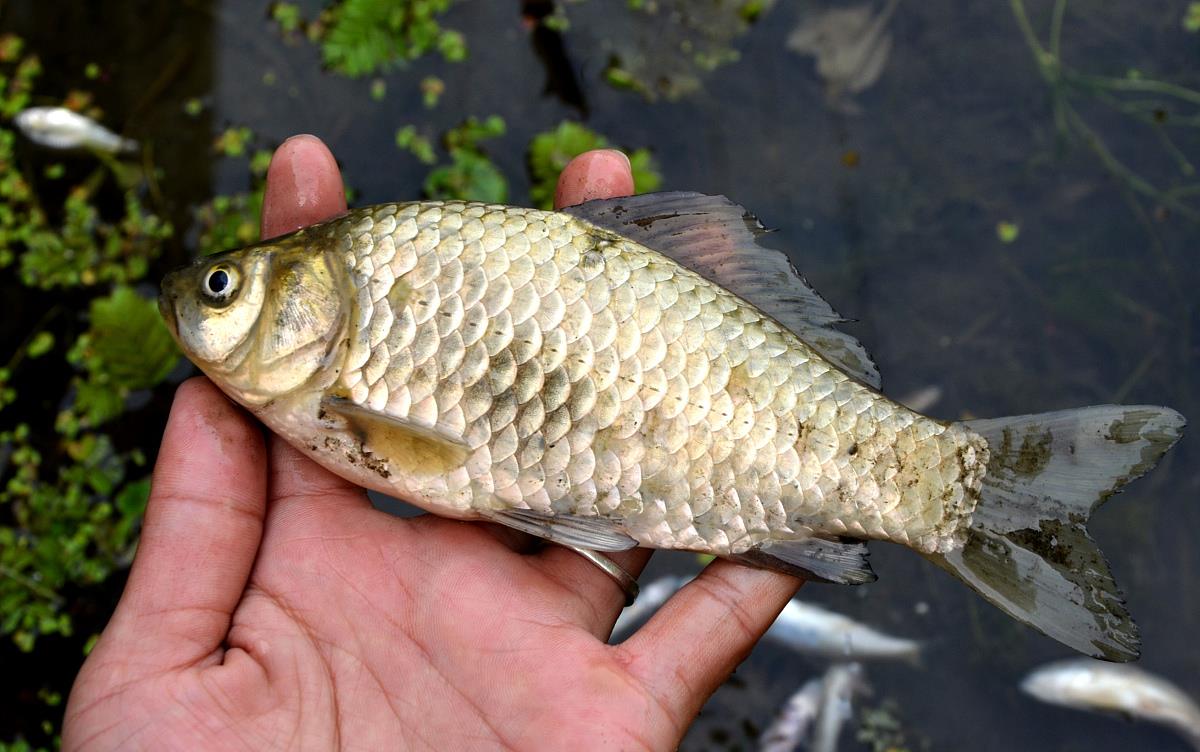 鲫鱼|老话讲：“鱼儿露头，收竿快走”，难道鱼儿上浮后就钓不到鱼吗？